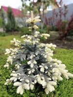 Ель колючая Белобок
