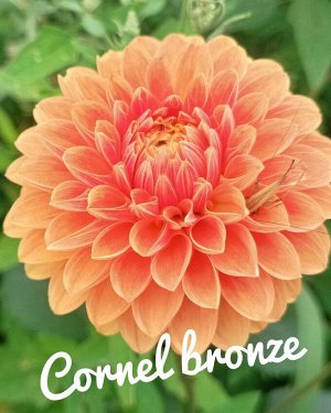 Георгина Cornel  bronze