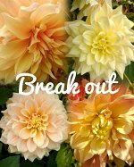 Георгина Break Out