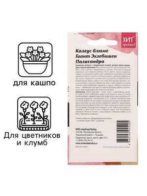 Семена цветов Колеус блюме "Гиант Экзебишен Палисандра", 10 шт