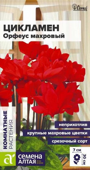Цветы Цикламен Орфеус махровый/Сем Алт/цп 3 шт.