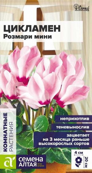 Цветы Цикламен Розмари мини/Сем Алт/цп 3 шт. НОВИНКА