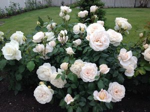 Роза Prince Jardinier