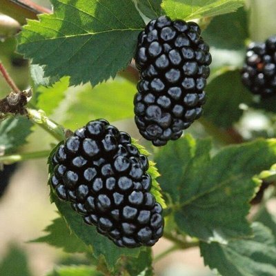 Семенной картофель, цветы, семена