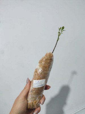 Сирень советская Арктика р9