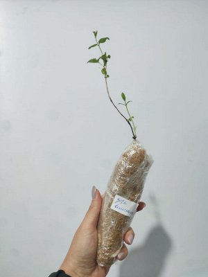 Жимолость  Дочь великана, саженец