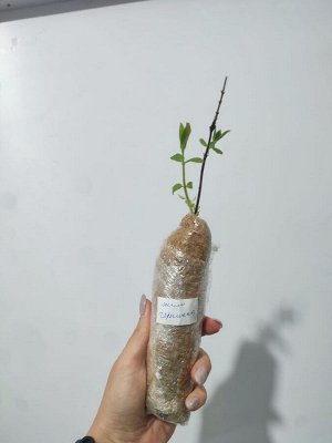 Жимолость Черничка, саженец