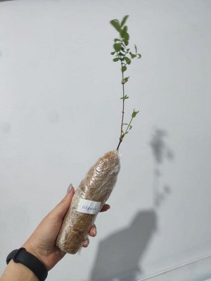 Жимолость Аврора, саженец