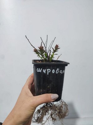 Спирея Широбана, саженец