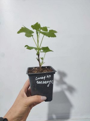 Смородина Голландская красная, саженец