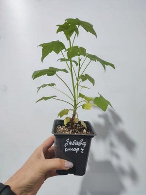 Смородина черная Забава, саженец
