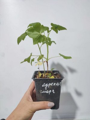 Смородина черная Ядреная, саженец