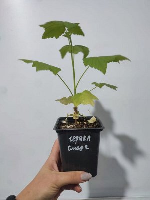 Смородина черная Геракл, саженец