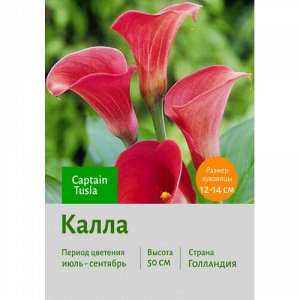 Калла Капитан Тусла р9