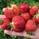 Клубника  Фестивальная  р8