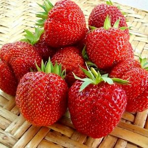Клубника Моллинг Пандора р8,