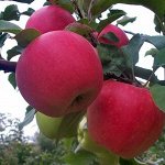 Яблоня Осеннее Алое 2 года свежая посадка С4