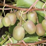 Актинидия аргута Иссаи (самоплодный сорт) р9