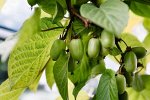 Актинидия коломикта Доктор Шимановски 2 года