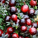 Клюква крупноплодная Бен лир р9 СУПЕР-ЦЕНА