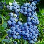 Голубика  Нельсон 3 года С2 многие кустики с ягодой