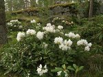 Рододендрон Каннингемс Уайт С1.5