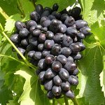 Виноград Кодрянка 2 года свежая посадка в С2-С4- июнь 25