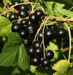 Смородина черная Черный жемчуг 1 год С2