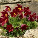 Прострел vulgaris Red Bells р8