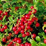 Брусника Ред Пёрл 2 года р9