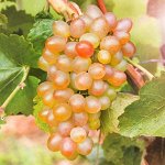 Виноград Краса Севера 2 года