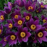 Прострел Violet Bells р8
