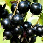 Смородина черная Дачница 2 года