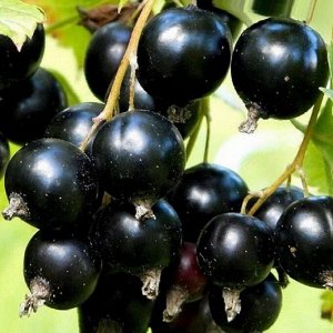 Смородина черная Дачница 2 года