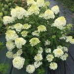 Гортензия метельчатая Полярный медведь р8