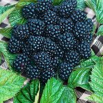 Ежевика Оушито 2 года ЗКС СВЕЖАЯ ПОСАДКА