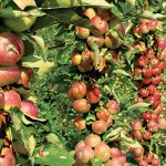 ЯБЛОНЯ, ГРУША: ароматные сочные фрукты без хлопот