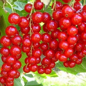 Смородина красная Натали Р9 распродажа