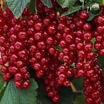 Смородина красная Ровада 2-3 года С2