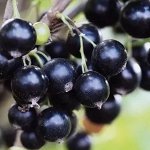 Смородина черная Черный бумер 2 года С2