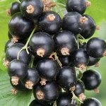 Смородина черная Добрыня 2 года