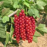 Смородина красная Ред пул р9 распродажа
