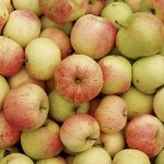 Яблоня Мирон сахарный 2 года свежая посадка С4