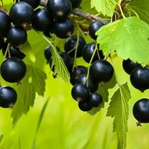 Смородина черная Лентяй 2 года