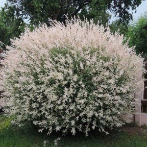 Ива японская Хакуро Нишики р9