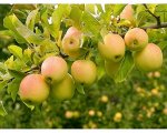 Яблоня Голден делишес 2 года  С4