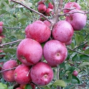 Яблоня Подарок Графскому 2 года свежая посадка С4