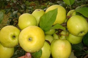 Золотой каштан Яблоня Подарок осени 2 года свежая посадка С4