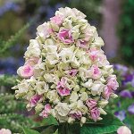 Флокс  Крем де ля крем р8