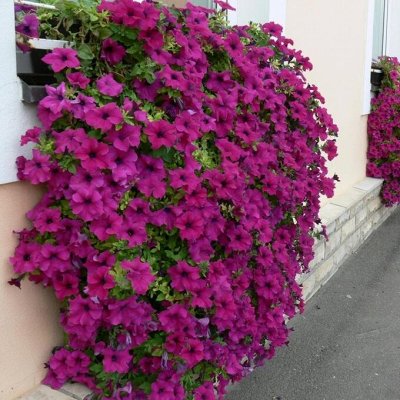 Петуния ампельная цвет МИКС р8-9